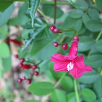 Ipomoea horsfalliae Hook.